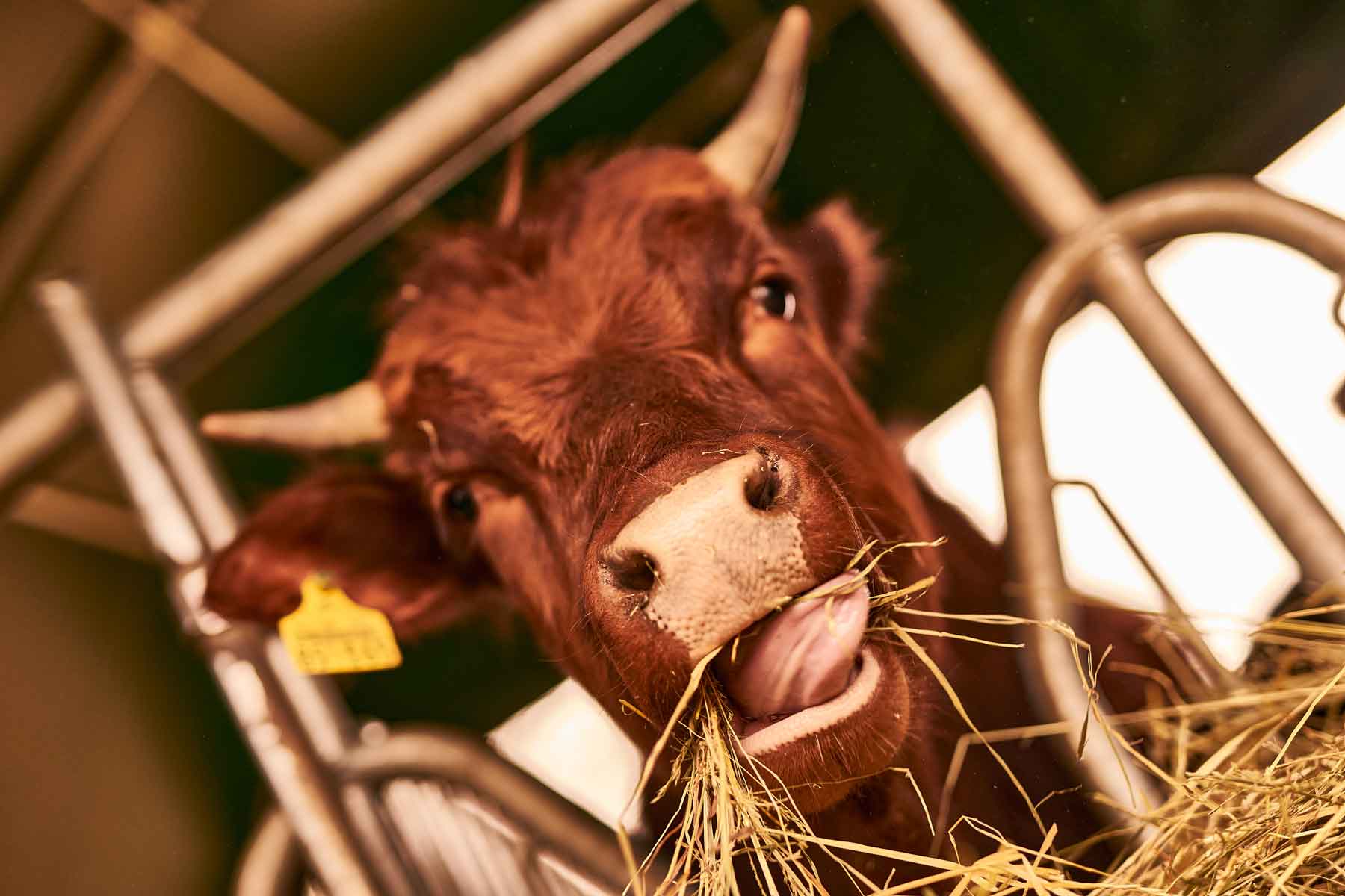 Projekt „Milch & Fleisch gehören zusammen“ – Hofgut Oberfeld